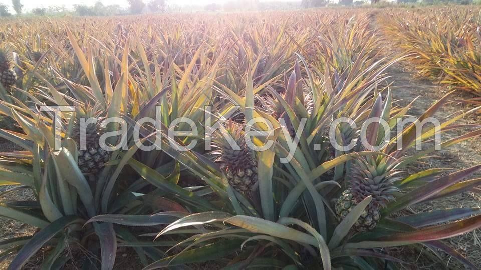 PREMIUM FRESH MINI PINEAPPLE / PHULAE Variety, / Northern TH