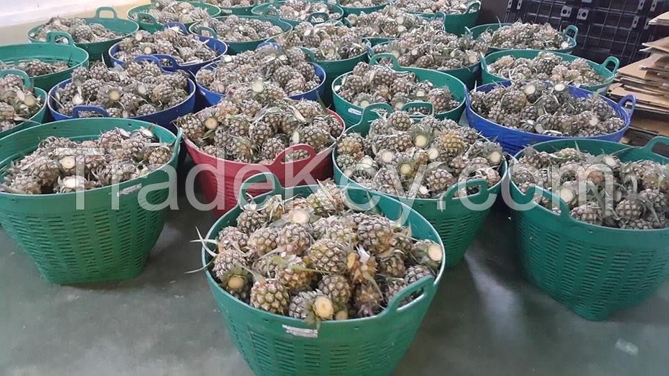 PREMIUM FRESH MINI PINEAPPLE / PHULAE Variety, / Northern TH