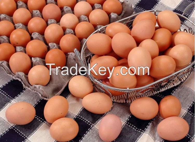 Fresh White and Brown Chicken Eggs. Fast Delivery. Best Price!!!