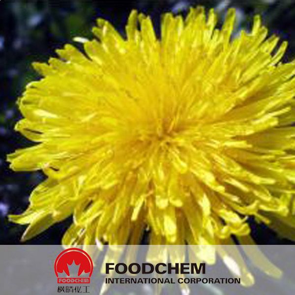 100% Natural Wild Chrysanthemum Flower Extract Powder