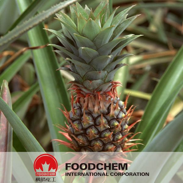 Pure Natural Pineapple Extract Bromelain Powder