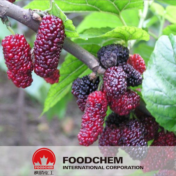 100% Natural Mulberry Extract Anthocyanins