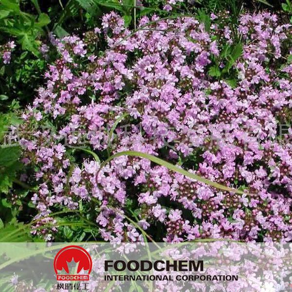 Natural Plant Thyme Extract Thymol