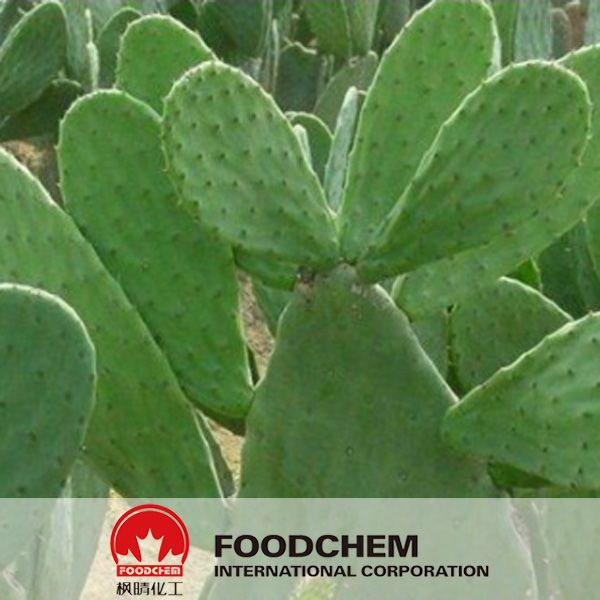 Pure Natural Nopal Cactus Extract Powder