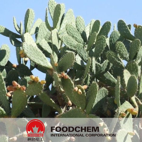 Pure Natural Nopal Cactus Extract Powder