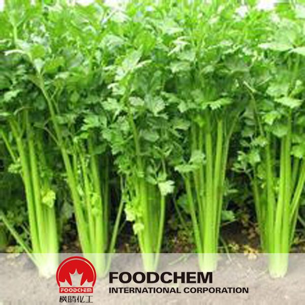 Natural Celery Extract 98% Apigenin