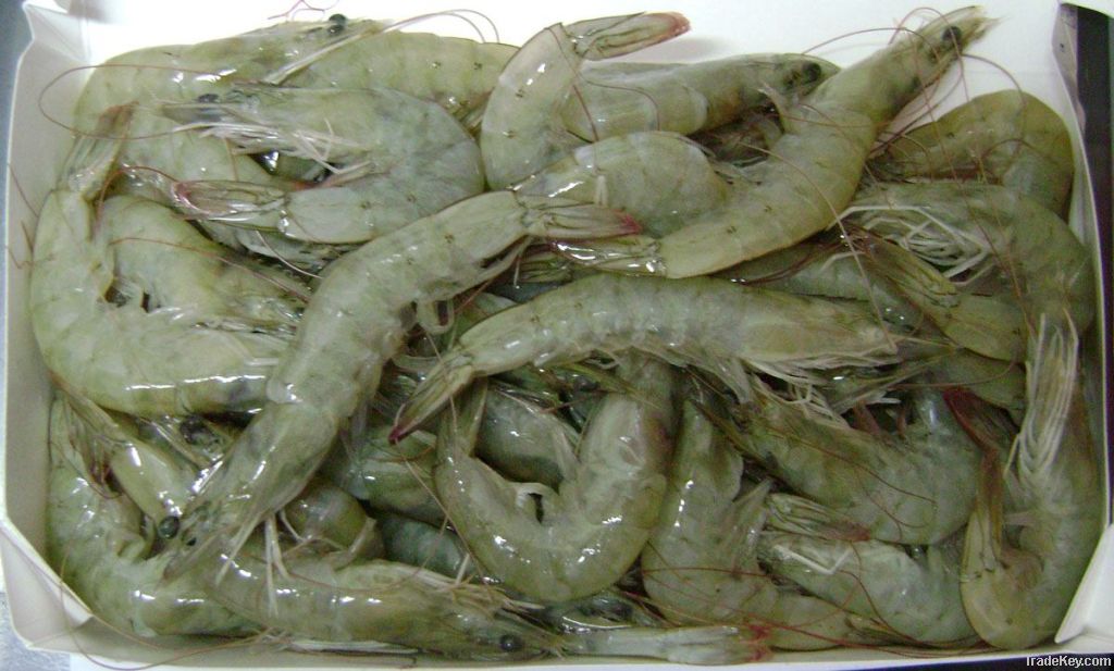 Frozen Seafood (Prawn/Fish)