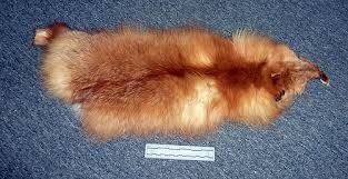 Fox Fur Leather