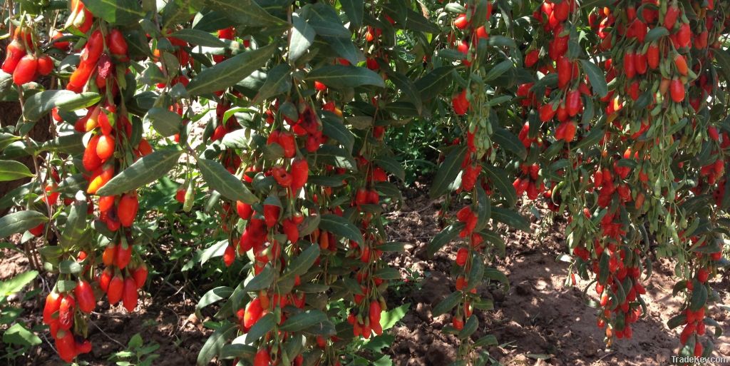 ORGANIC GOJI BERRY