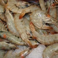 Frozen Prawns / Frozen Shrimps