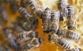 Bulk British Honey from Beekeeper