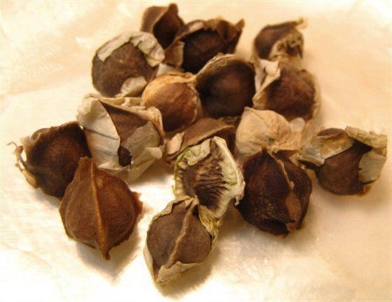 Moringa Oleifera Seeds