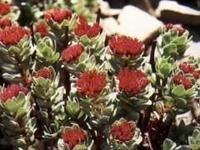 Rhodiola