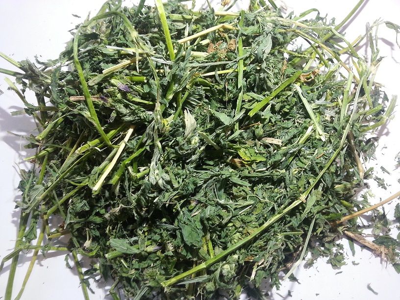 alfalfa very good quality