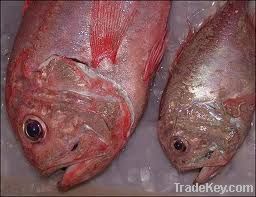 Orange Roughy