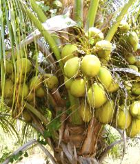 Coconut Seedlings 