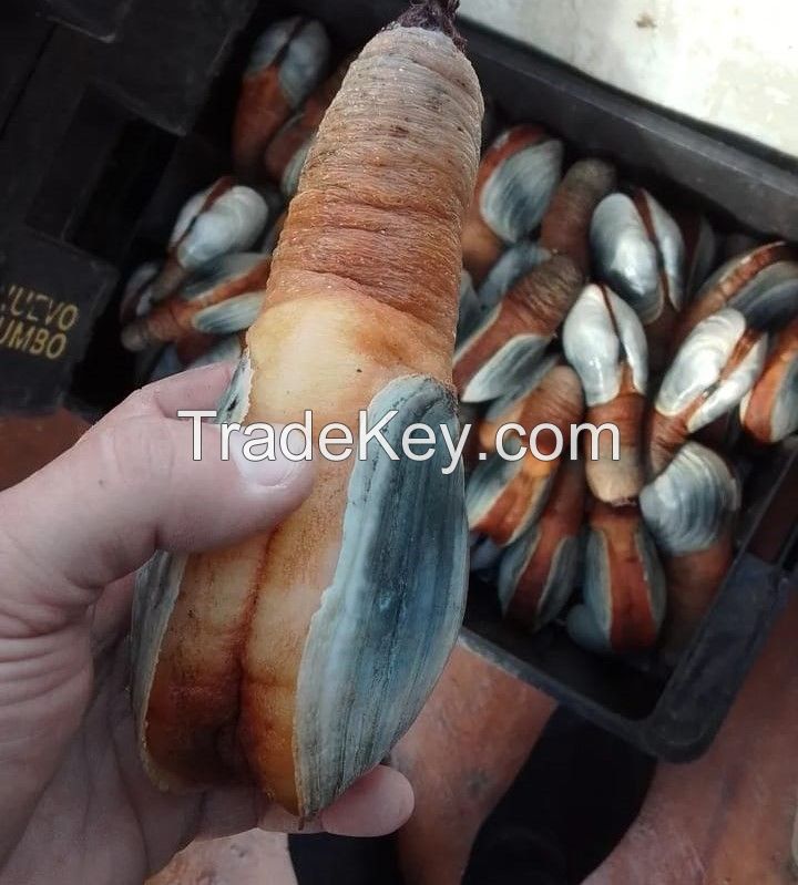 Geoduck from Argentina