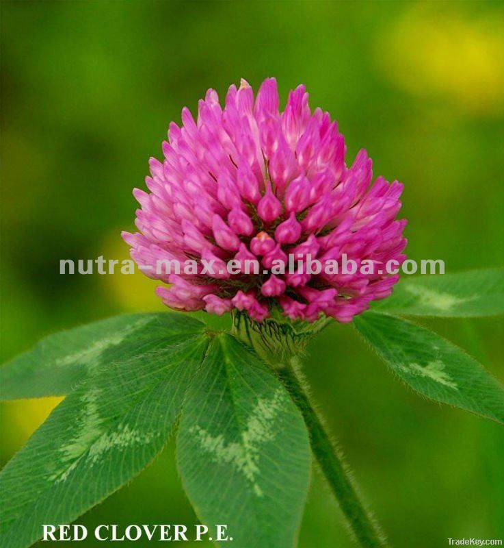 Red Clover Extract *****