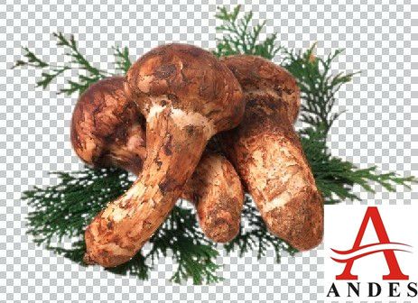 matsutake