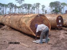 AFRICAN HARD WOOD TIMBER logs & lumber ready for SALE