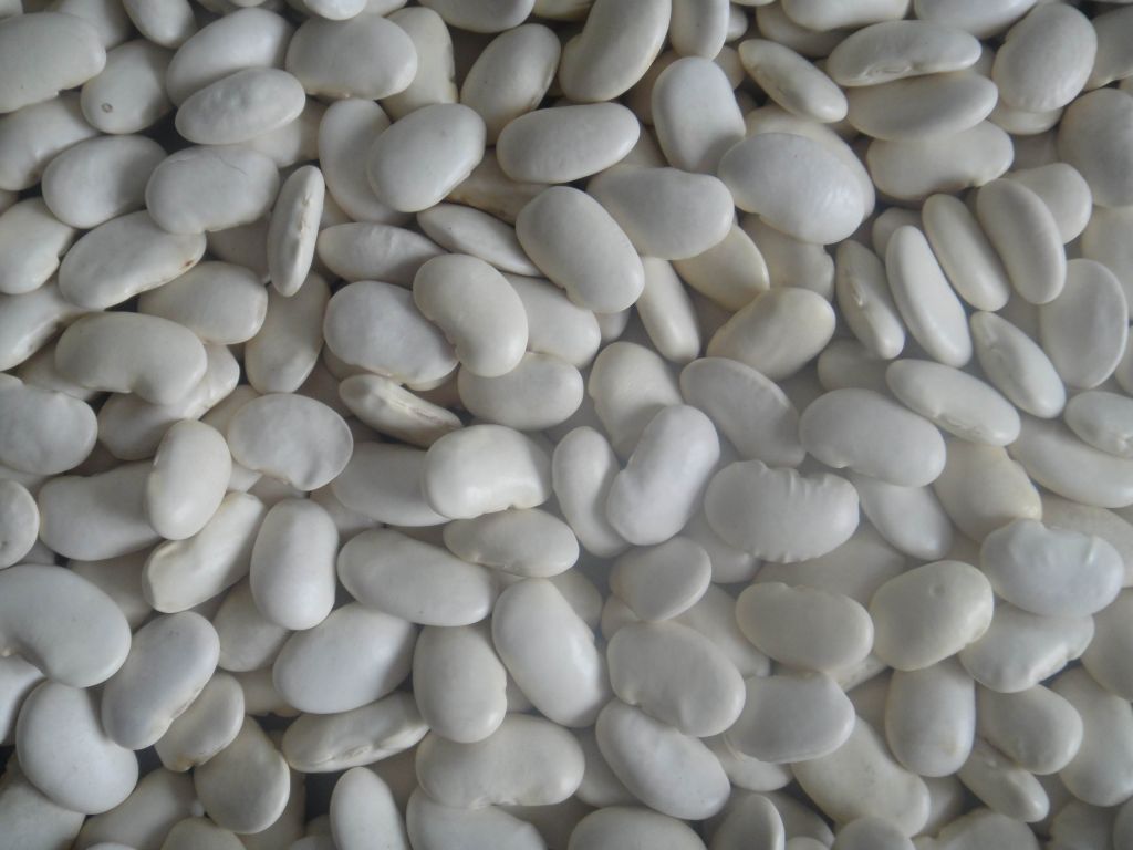 WHITE KIDNEY BEANS