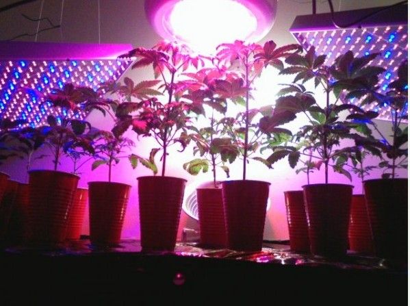 Latest Chinese Product LED Grow Light UFO Series