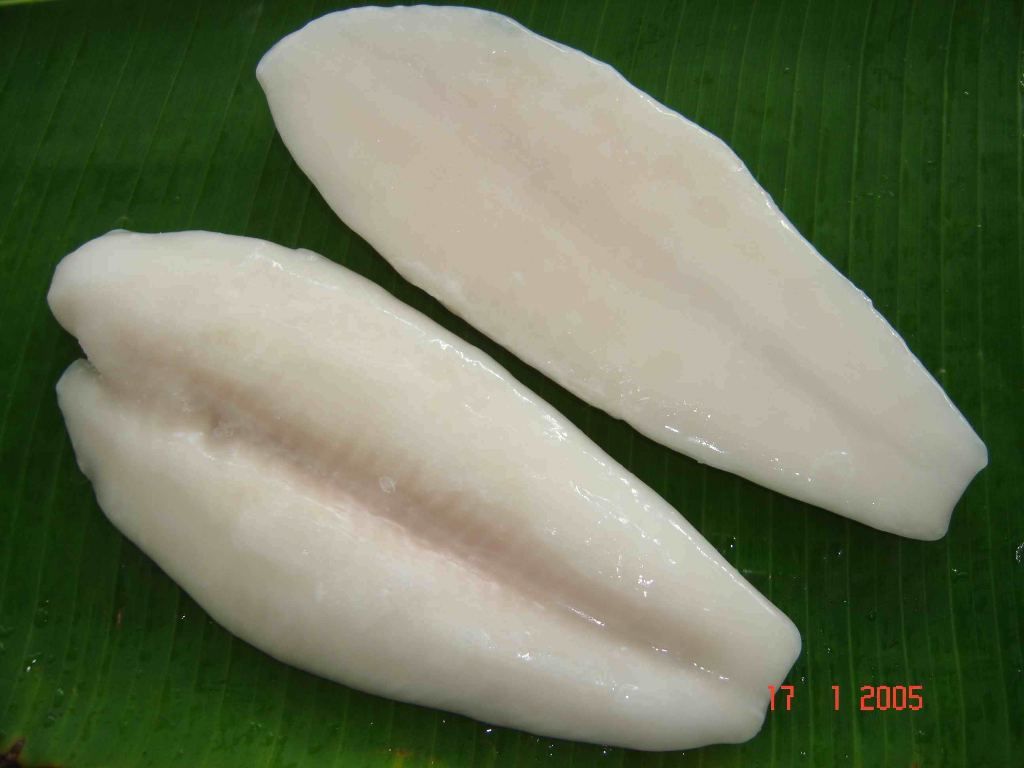 Pangasius