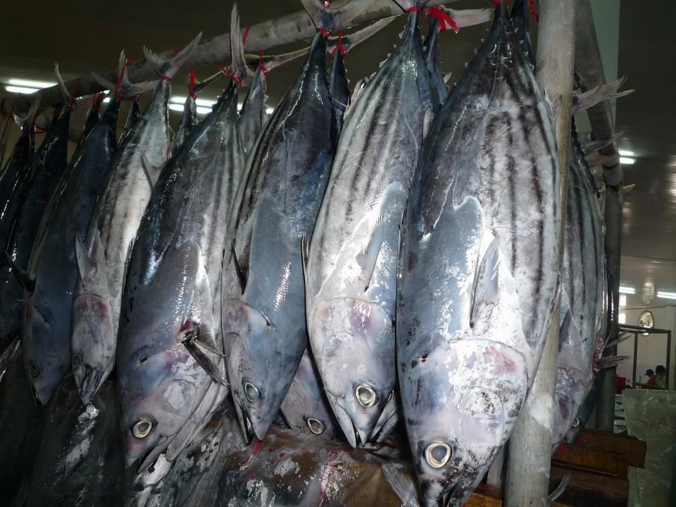 Frozen Skipjack Tuna