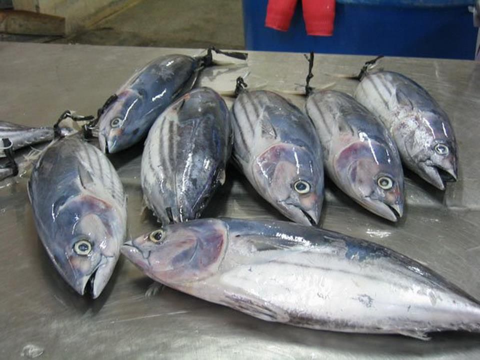 Frozen Skipjack Tuna