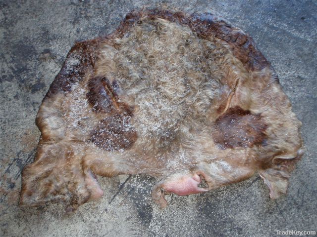 Wet Salted Cow Head Skin