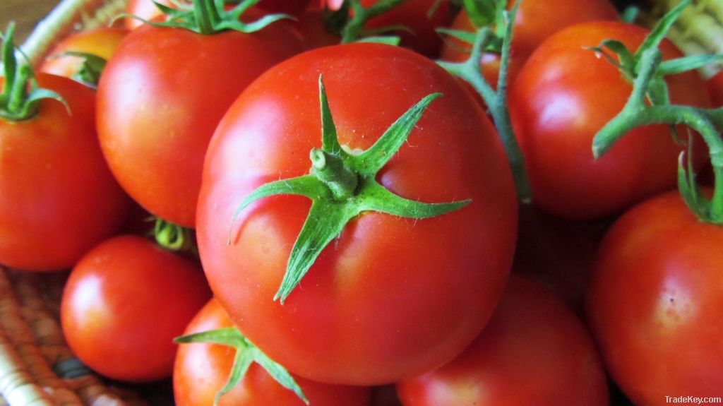Nature Farm Fresh Tomato