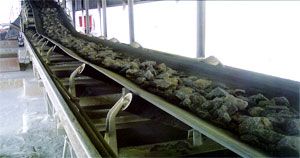 CC Conveyor Belt