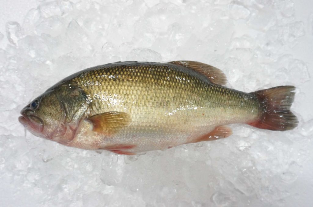 Frozen Largemouth bass