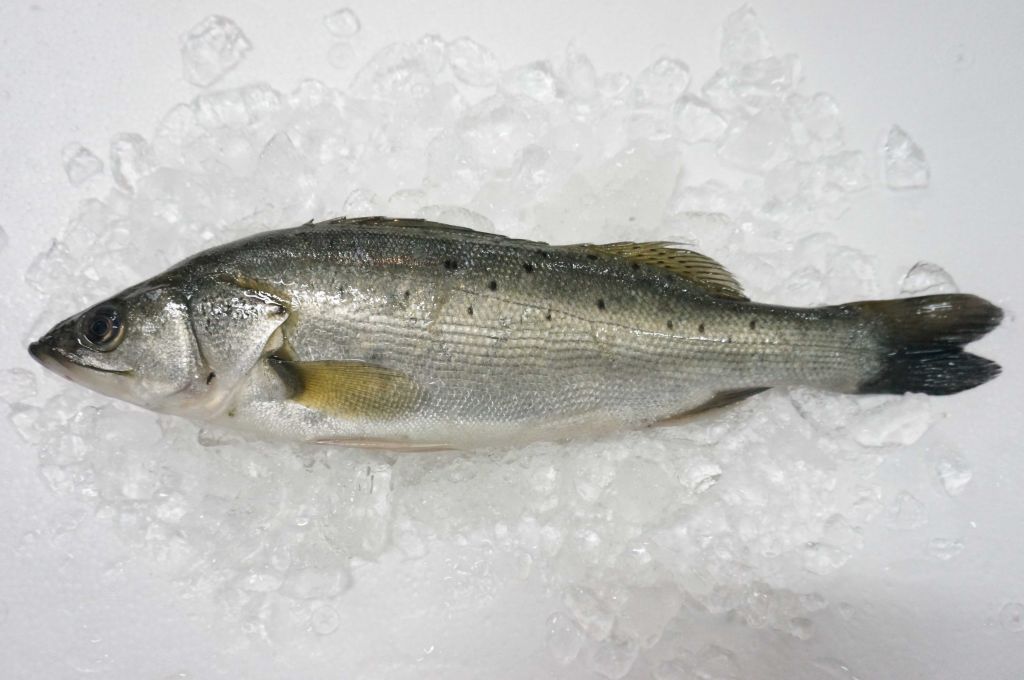 Frozen Japanese Sea bass