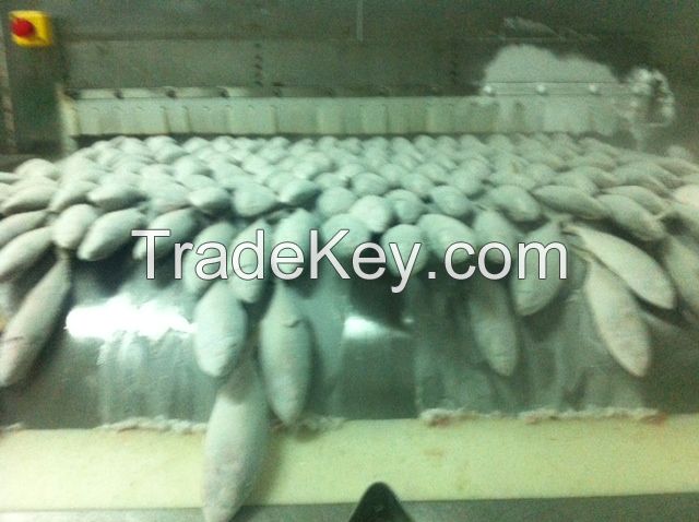 INDIA MACKEREL,SHORTBODY MACKEREL,BONITO,HORSE MACKEREL,...