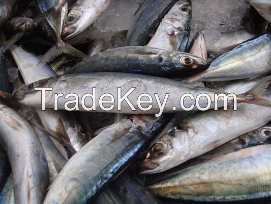 INDIA MACKEREL,SHORTBODY MACKEREL,BONITO,HORSE MACKEREL,...