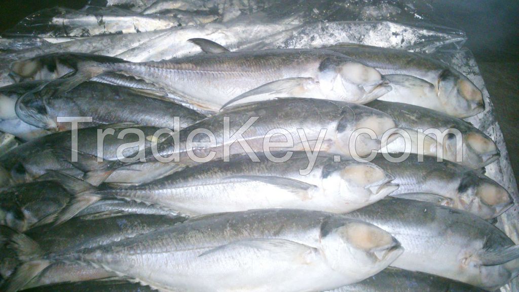 INDIA MACKEREL,SHORTBODY MACKEREL,BONITO,HORSE MACKEREL,...