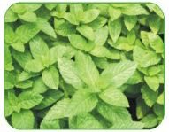 Mentha Arvensis Oil