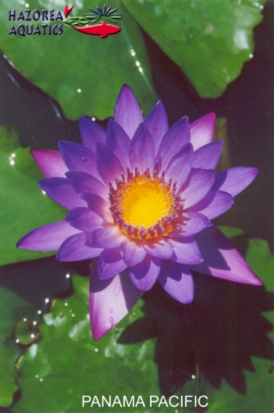 Waterlilies