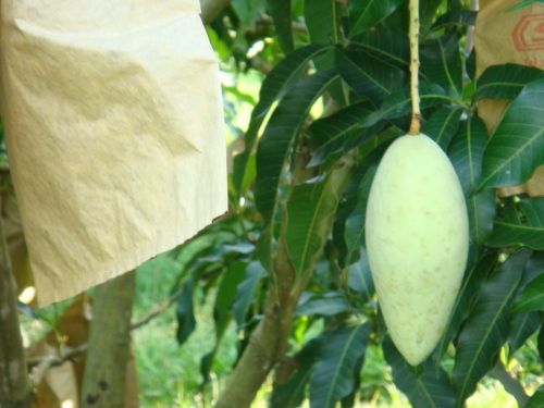 Mango Grape Apple Pear orange peach  bag machine