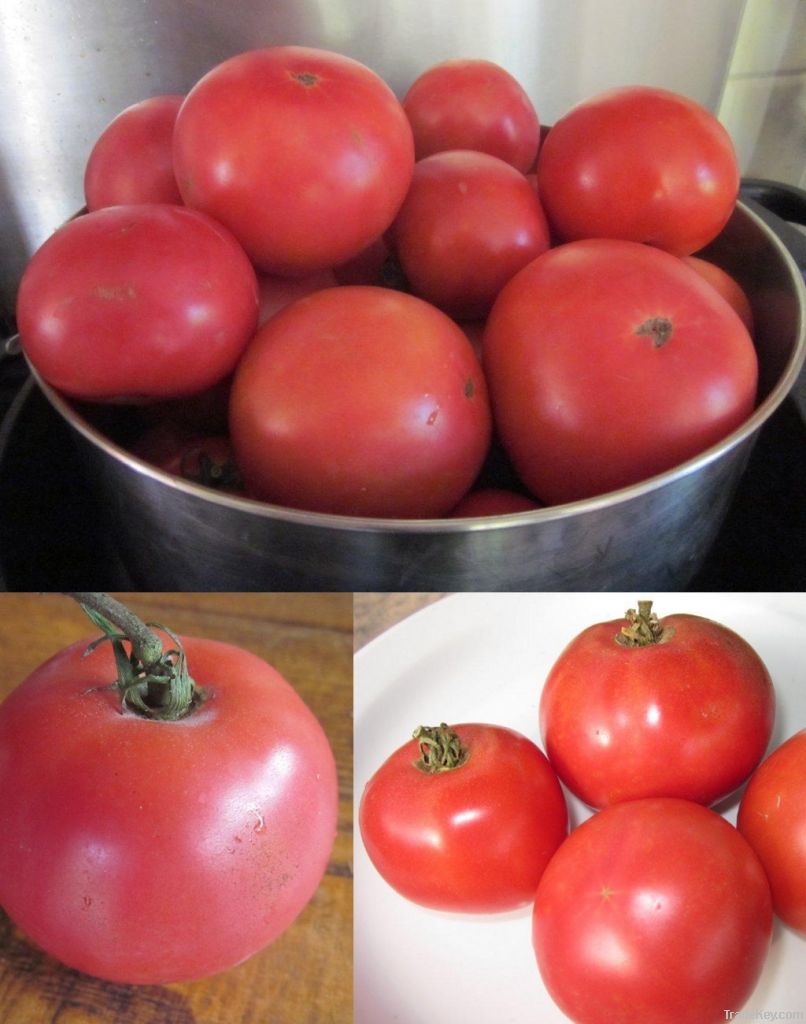 Farm fresh tomatoes