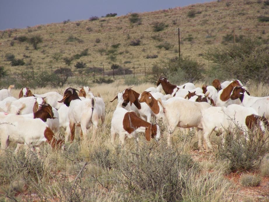 Vet checked Boer goats on stock for sale