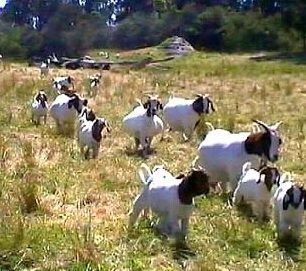 Vet checked Boer goats on stock for sale 