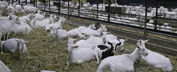 500 DAIRY MILKING SAANEN GOATS FOR SALE 