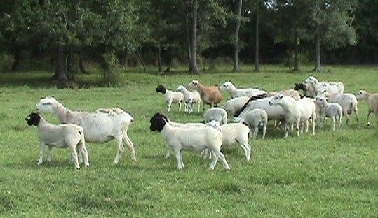 Vet checked Boer goats on stock for sale