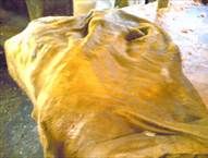 100% Naturally Tanned (Process) Cow Hides
