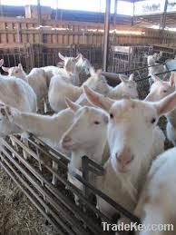 DAIRY MILKING SAANEN GOATS