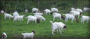 dairy milking saanen goats and boer goats