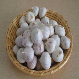 Super Jinxiang Pure White Fresh Garlic 4.5-6.0