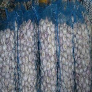 fresh garlic with high quality